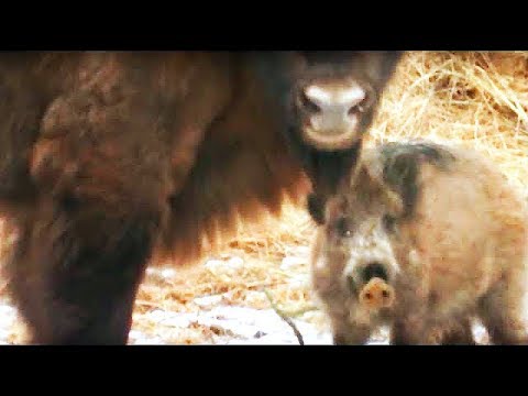 Видео: Зубры помогают кабанам [Чернобыльская зона] | Film Studio Aves
