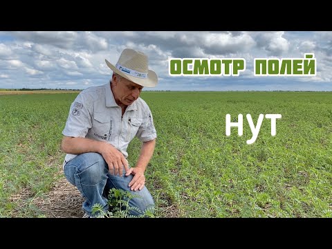 Видео: Осмотр яровых посевов | Нут