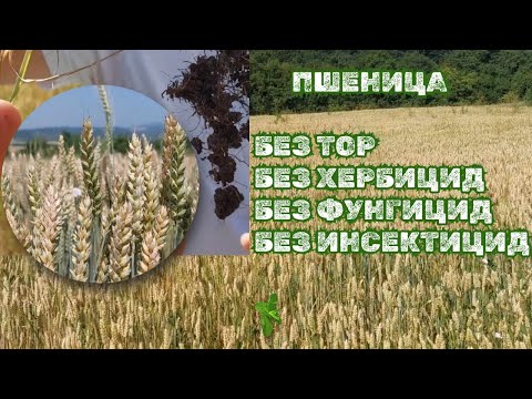 Видео: Пшеница с почти никакви разходи - Без тор, без хербицид, без фунгицид и без инсектицид
