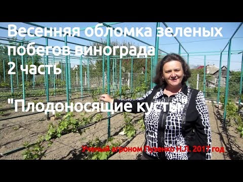 Видео: Весенняя обломка побегов винограда. 2часть. Плодоносящие кусты.