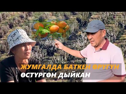 Видео: Жумгалда Баткен өрүгүн өстүргөн дыйкан | "Мекеним мейкин"