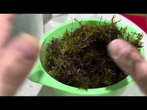 Видео: Посадка орхидей с воздушными корнями в грунт