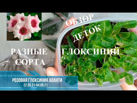 Видео: Детки Глоксинии, которые укоренялись листом 2 способами спустя 1-2 месяца