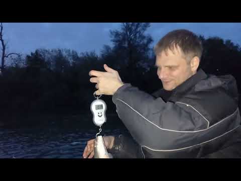 Видео: Сом. Кубань. Рыбалка. 29.04.2022