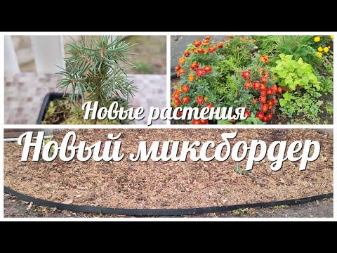 Видео: НОВЫЙ МИКСБОРДЕР / ПЕРЕСАДКА растений