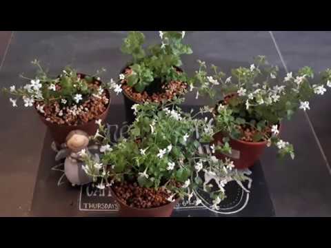 Видео: Выращиваем БАКОПУ вместе! Тонкости и хитрости при выращивании бакопы!