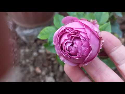 Видео: 7 НОЯБРЬ ФЛОКСИЯ ГУЛИНИ ЭКДИМ🪻🪻🪻🪻🪻🪻🪻🪻🪻