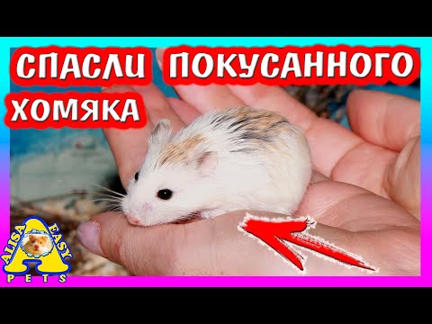 Видео: ЕЛЕ ОТБИЛИ ХОМЯЧОНКА / ЧТО СЛУЧИЛОСЬ С РОБИКАМИ / ХОМКИ НЕ МОГУТ ЖИТЬ ВМЕСТЕ / РАСПАКОВКА ДЛЯ АЛИСА