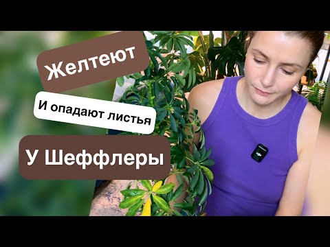 Видео: Желтеют и опадают листья у Шеффлеры! Что делать?