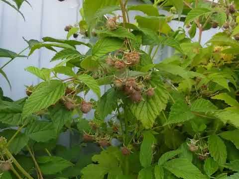 Видео: Что растет в саду и огороде.