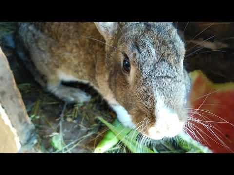 Видео: Кролики!!! Кролиководство!!! Разведение кроликов!!!
