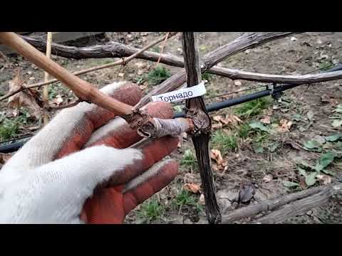 Видео: Как перепривить виноградный куст ? ПОЛНОСТЬЮ или ЧАСТИЧНО ?