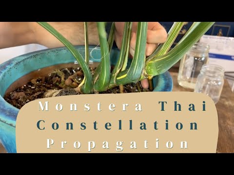 Видео: Советы по размножению монстеры «Thai Constellation» | #размножение