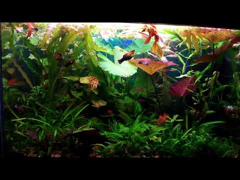 Видео: Нимфеи в моём аквариуме.