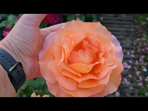 Видео: 8 и 13 июля на моей " розовой даче. Цветение роз в жару+35