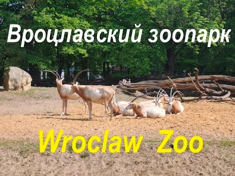 Видео: Вроцлавский зоопарк / Wroclaw ZOO