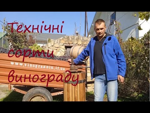 Видео: Технічні сорти винограду