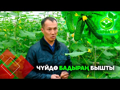 Видео: Чүйдө бадыраң бышты // Чарбакер