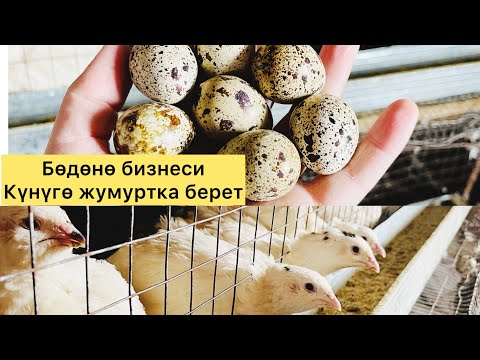 Видео: Бөдөнө 45күндө тууп баштайт#ош #жалалабад #ноокат #бишкек #ысыккөл #чуй #талас #нарын #баткен #оштв