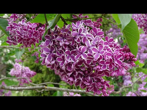 Видео: Сирень / Syringa