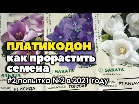 Видео: #2 Проращиваю семена платикодона | Как вырастить платикодон из семян | 2021 год