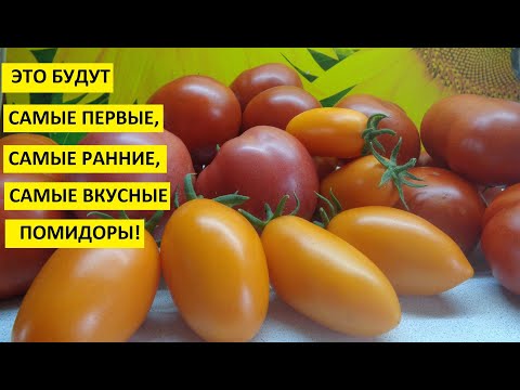 Видео: Огород. Посев томатов для теплицы будет 25 января. Для суперраннего урожая томатов!