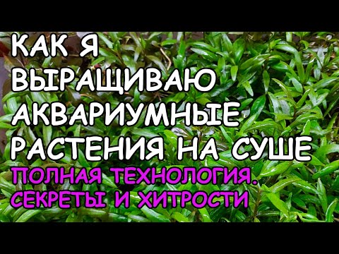 Видео: КАК Я ВЫРАЩИВАЮ АКВАРИУМНЫЕ РАСТЕНИЯ НА СУШЕ