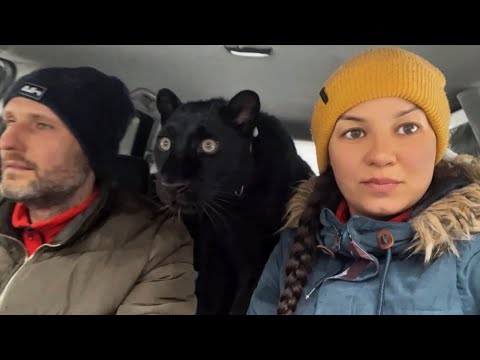 Видео: Пантера Луна поехала на пикник 😅🐾