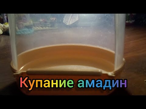 Видео: ❤️Купание амадин. Правила купания. 5 минут внимания❤️