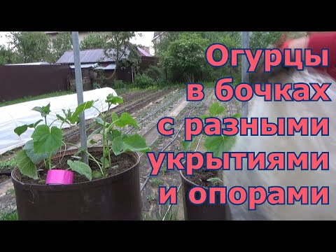 Видео: Высадка огурцов в бочки. Какие минипарнички и опоры для огурцов в бочках я использовала за 4 года.