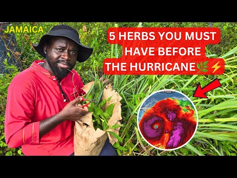 Видео: Перед ураганом 5 категории «Мелисса» | 5 мощных трав, которые должны быть в каждом доме на Ямайке 🌿⚡