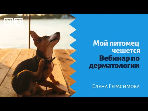 Видео: Мой питомец чешется. Вебинар по дерматологии