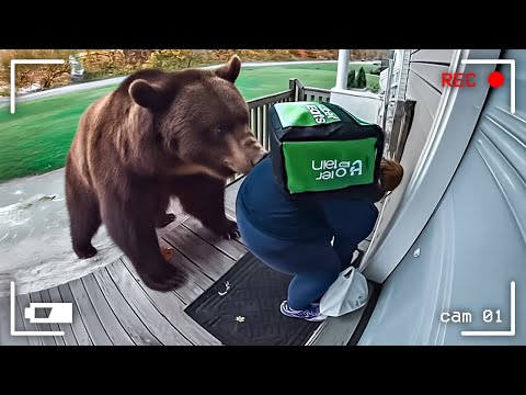 Видео: КУРЬЕРЫ ПРОТИВ ЖИВОТНЫХ. КОГДА ВСЁ ПОШЛО НЕ ПО ПЛАНУ