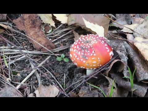 Видео: Прогулка на Острова. Осень задумчивая. Дубовый Гарнитур. Ночной Бал Зимних Пядениц. 6 ноября