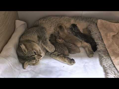 Видео: Конфликт в семье Шанель 😊