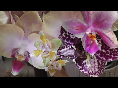 Видео: Цветение в зале. Жара не помеха. Немного не выложила вовремя, но показать хочу. Август.