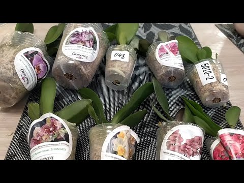 Видео: Распаковка очередная подростков орхидей от компании Орхорай 
