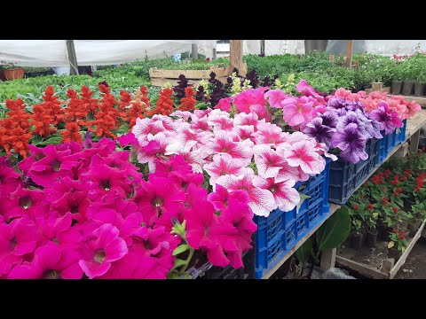 Видео: МОЩНАЯ ПОДКОРМКА ПЕТУНИИ для РОСТА КОРНЕЙ цветов и рассады