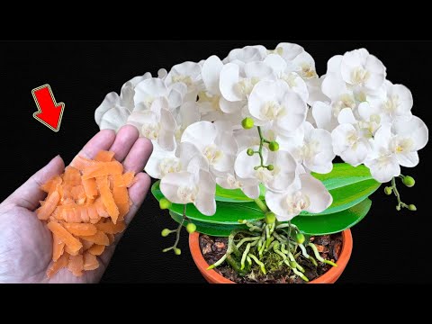 Видео: Не выбрасывайте его! Он заставляет орхидеи расти быстрее и цвести больше, чем когда-либо!