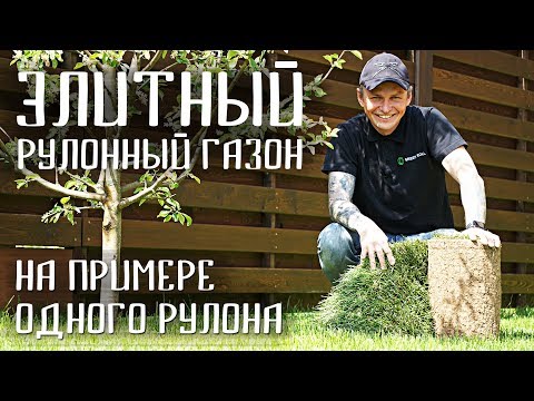 Видео: Элитный рулонный газон. Как выбрать газон. Какой газон лучше