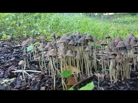 Видео: Лес Грибов. Что это?