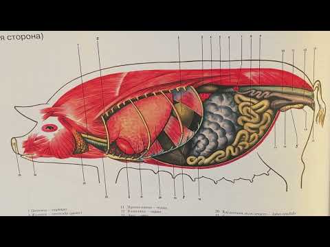 Видео: Топография органов пищеварения у свиней