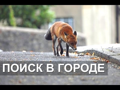 Видео: Курс для Старших групп ПСО "Лиза-Алерт" от Stalker69 (ПОИСК В ГОРОДЕ), 2014.ЯНВ