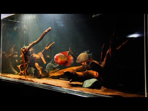 Видео: Новая рыба. Краснобрюхий северум моутбридер. Cichlasoma Heros severus sp mouthbreeder.