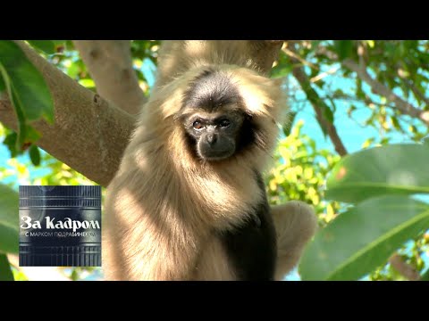 Видео: Камбоджа. Особенности животных и людей. За кадром с Марком Подрабинеком