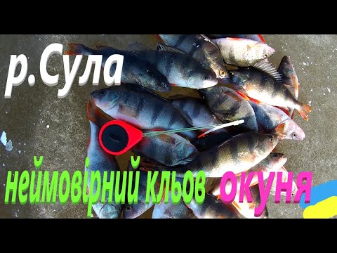 Видео: #СУЛА # Невстигав тягать # Окунь клював на все #РибачуЯкУмію