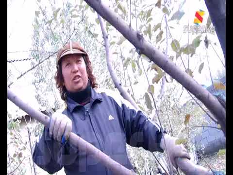 Видео: "Концерттен пайда жок, бөдөнө багып жатам" дейт Мерген Турган