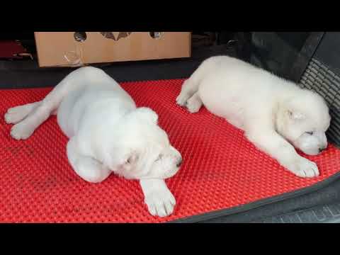 Видео: Ит базар Бишкек