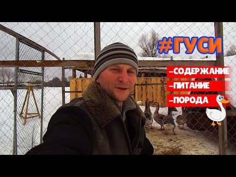 Видео: ЗИМНЕЕ СОДЕРЖАНИЕ ГУСЕЙ. Настоящие деревенские гуси.
