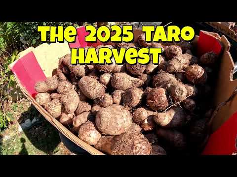 Видео: Посадите тропическое таро осенью, чтобы получить огромный урожай в следующем году